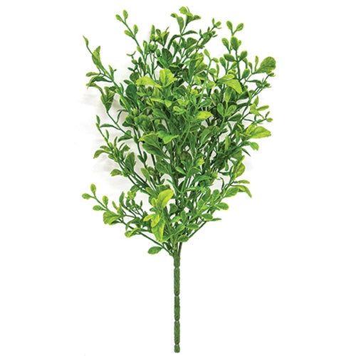 Evergreen English Boxwood Bush - 14"