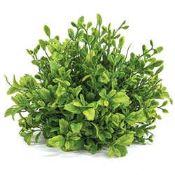 Evergreen English Boxwood Half Sphere - 9"x6"