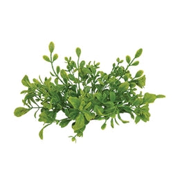 Fresh Sprouted English Boxwood Candle Ring - 1"