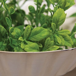 Fresh Sprouted English Boxwood Candle Ring - 1"